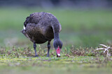 Image. Black Swan