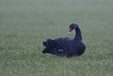 Image. Black Swan