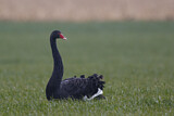 Image. Black Swan