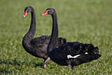 Image. Black Swan