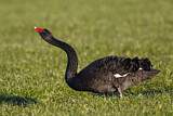 Image. Black Swan