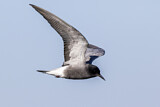Image. Black Tern