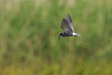 Image. Black Tern