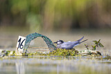Image. Black Tern