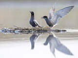 Image. Black Tern