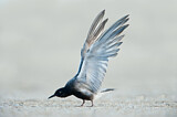Image. Black Tern