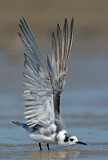 Image. Black Tern