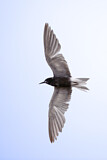 Image. Black Tern