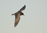 Image. Black Tern
