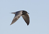 Image. Black Tern