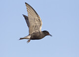 Image. Black Tern