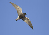 Image. Black Tern