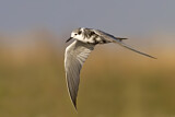 Image. Black Tern