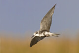 Image. Black Tern