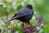 Image. Black Thrush