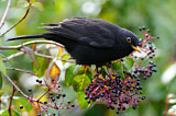 Image. Black Thrush