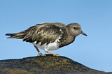 Image. Black Turnstone