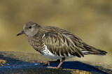 Image. Black Turnstone