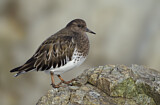 Image. Black Turnstone