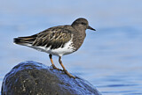 Image. Black Turnstone
