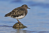 Image. Black Turnstone