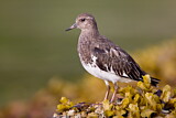 Image. Black Turnstone