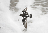Image. Black Turnstone