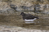 Image. Black Turnstone