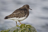 Image. Black Turnstone