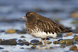 Image. Black Turnstone
