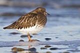 Image. Black Turnstone