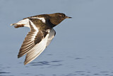Image. Black Turnstone
