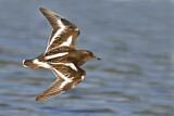 Image. Black Turnstone