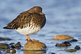 Image. Black Turnstone