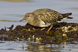 Image. Black Turnstone