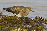 Image. Black Turnstone