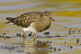Image. Black Turnstone