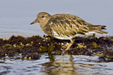 Image. Black Turnstone