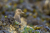 Image. Black Turnstone