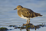 Image. Black Turnstone