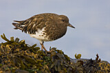 Image. Black Turnstone