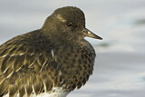 Image. Black Turnstone