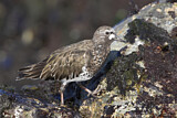 Image. Black Turnstone