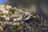 Image. Black Turnstone