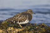 Image. Black Turnstone