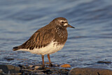 Image. Black Turnstone