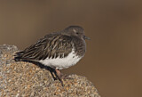 Image. Black Turnstone
