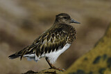 Image. Black Turnstone