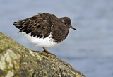 Image. Black Turnstone