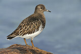 Image. Black Turnstone
